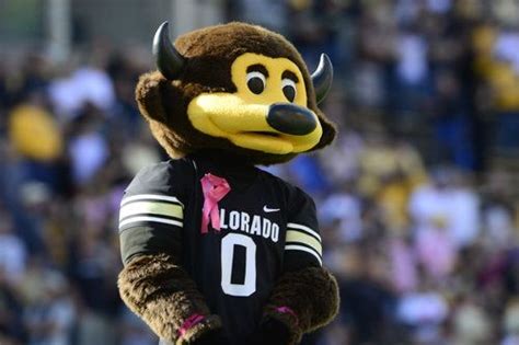 university of colorado boulder mascot ralphie the buffalo